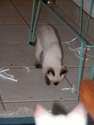 kittens - 071007 49